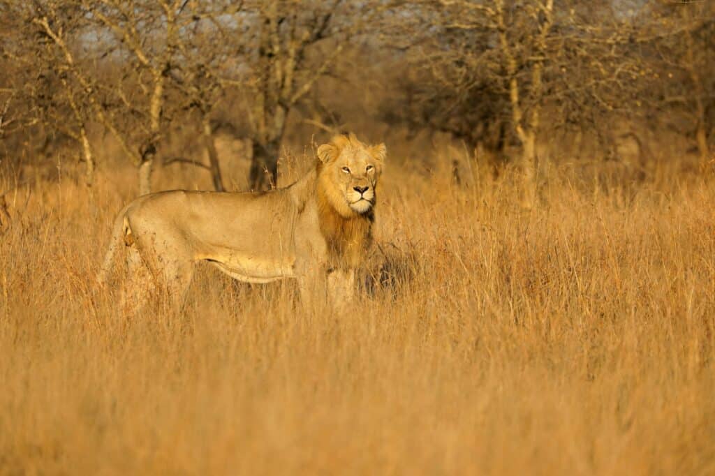 Big male African lion - Kruger National Park