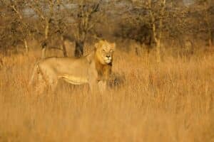 Big male African lion - Kruger National Park