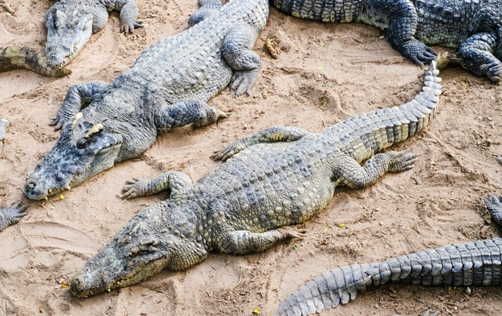 Perrys Bridge Reptile Park