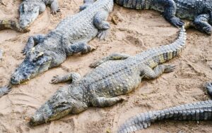 Perrys Bridge Reptile Park