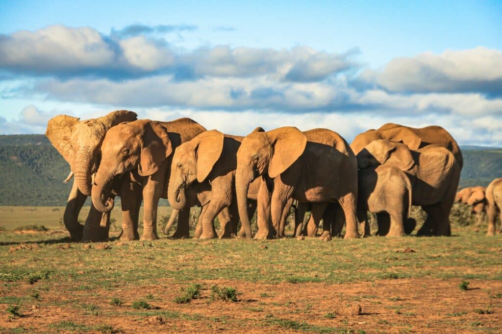 Elephant Whispers