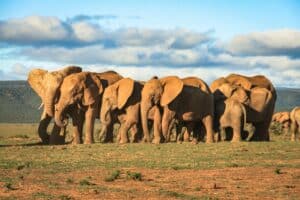 Elephant Whispers