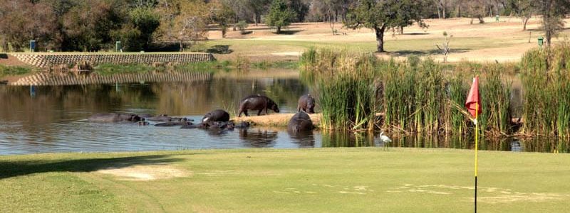 hippopotamuses on golf course