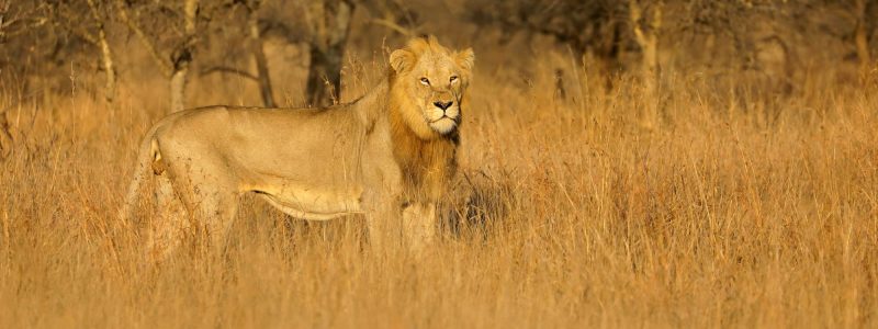 Big male African lion - Kruger National Park