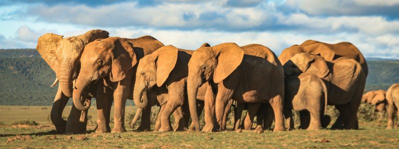Elephant Whispers